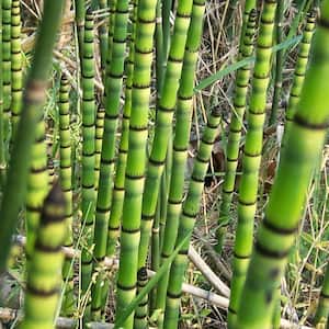 4 in. Horsetail Reed Potted Bog/Marginal Pond Plant