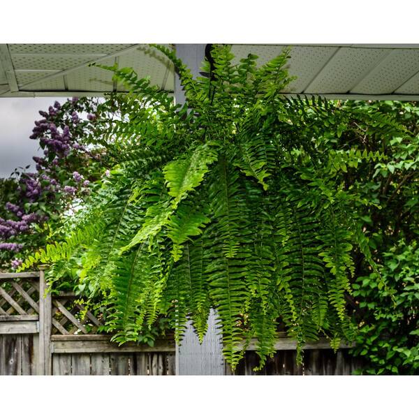 4.9 Qt. Fern Plant in Pot