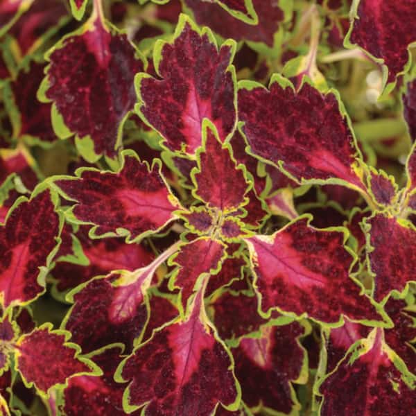 Proven Winners 4.25 in. Eco+ Grande Colorblaze Cherry Drop Coleus (Coleus Scutellarioides) Live Annual Plant 4-Pack