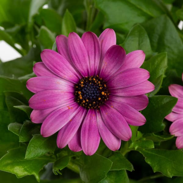 botanicalさま Vigoro 1.5 PT Osteospermum African Daisy 'Margarita Dark Pink
