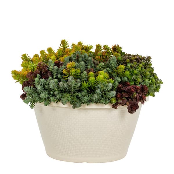 METROLINA GREENHOUSES 1 Gal. Sedum Mix in Decorative Table Top Bowl Green Perennial Plant (1-Pack)