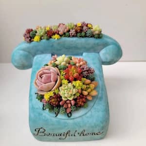 Succulent Plants Collection Flowers with Phone Style Decorative Base