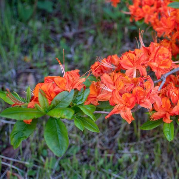 national PLANT NETWORK 3 gal. Native Azalea Lafeyette Acree Live