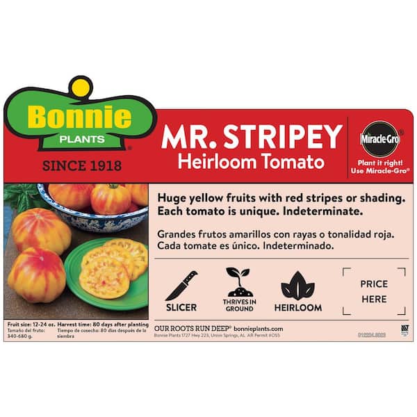 19 oz. Mr. Stripey Heirloom Tomato Plant