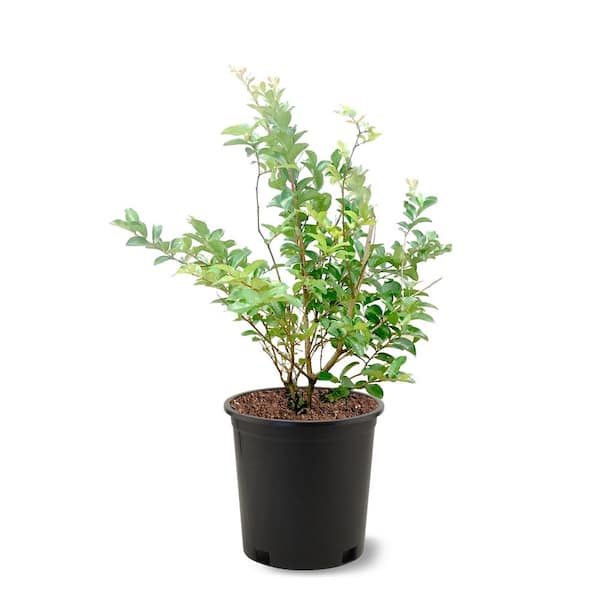 3 Gal. Tonto Deep Pink Crape Myrtle
