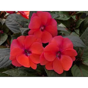 1 Qt. Rose Impatiens Outdoor Annual Plant with Pink Flowers