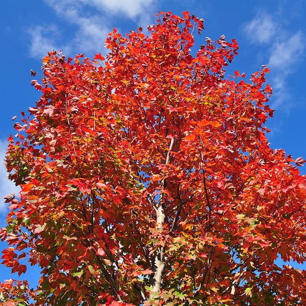 October Glory Red Maple Shade Tree