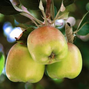 Online Orchards Beverly HIlls Apple Fruit Tree Malus Domestica Plant Bare Root 