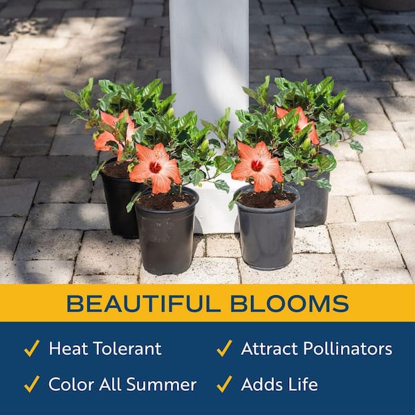 Costa Farms Orange Premium Hibiscus Tropical Live Outdoor Plant in