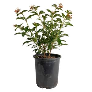 Outdoor Hamelia Fire Bush Plant in 9.25 in. Grower Pot, Avg. Shipping Height 2 ft. to 3 ft. Tall