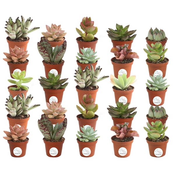 Costa Farms Mini Unique Indoor Succulent Plants in 2 in. Round Grower Pot, Avg. Shipping Height 2 in. Tall (25-Pack)