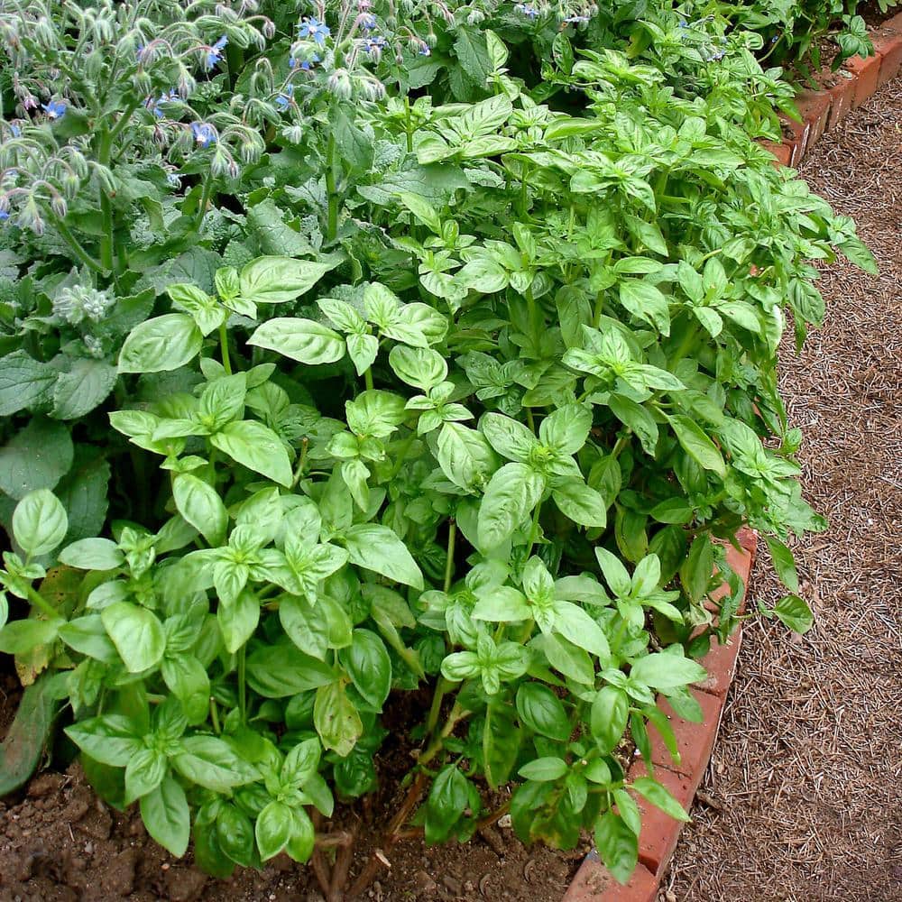 Sweet Basil Herb Plant 4.5 Inch Container 2-Pack