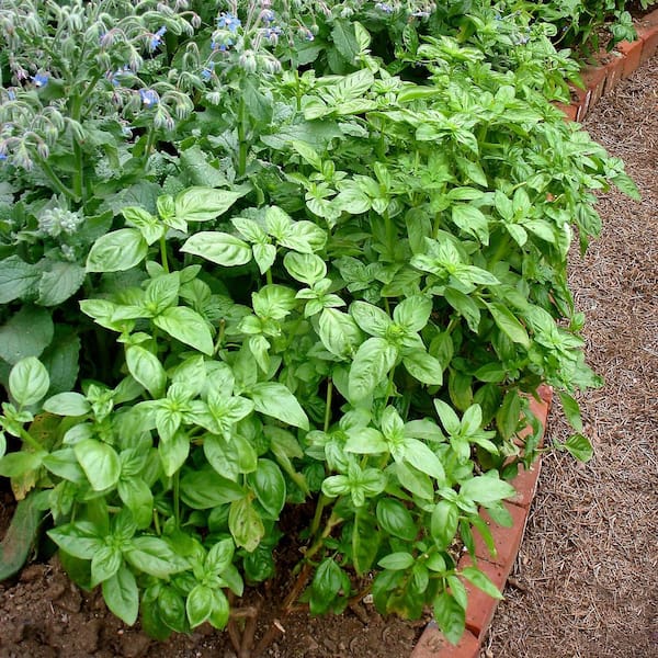 blackberry bush plant Apache Blackberry Bush - 3 Gallon / 4-Pack
