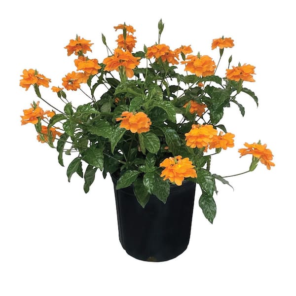 1.72 Gal. Crossandra Acanthaceae Flowering Plant with Orange Flowers in Grower Pot (1-Pack)