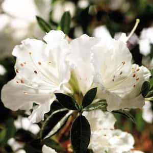 1 Gal. Autumn Angel Encore Azalea Shrub with Clear White Reblooming Flowers