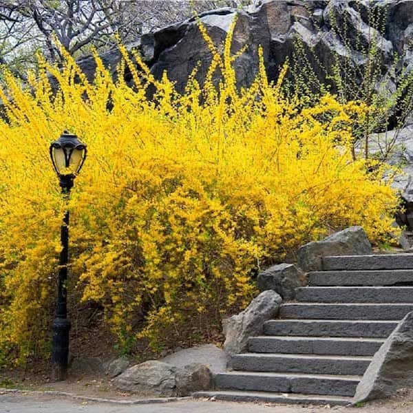 Bell Nursery 3 Gal Lynwood Gold, Yellow Bushes For Landscaping