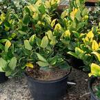 3 Gal. Howards Variegated Privet Shrub With White Flowers