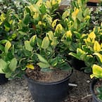 3 Gal. Howards Variegated Privet Shrub With White Flowers