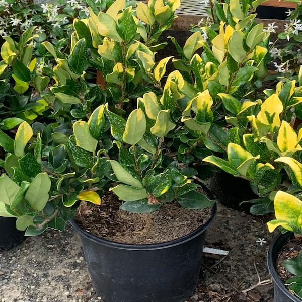 OnlinePlantCenter 3 Gal. Howards Variegated Privet Shrub With White Flowers