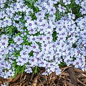 4 In. Pot Purple Beauty Creeping Phlox Flowering Groundcover Perennial Plant (1-Pack)