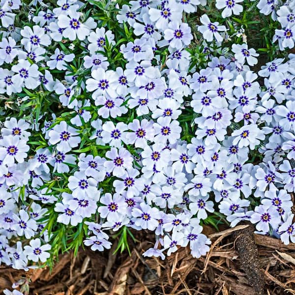 Spring Hill Nurseries 4 In. Pot Purple Beauty Creeping Phlox Flowering Groundcover Perennial Plant (1-Pack)