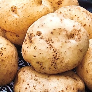 Seed Potato German Butterball (2 lb. Package)
