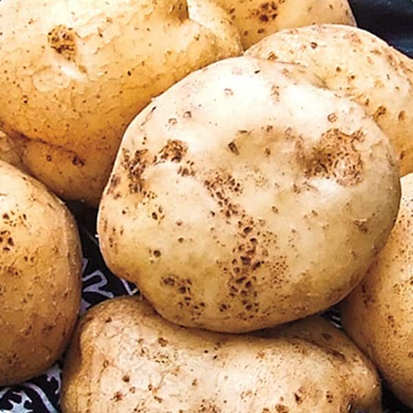Gurney's Seed Potato German Butterball (2 lb. Package)