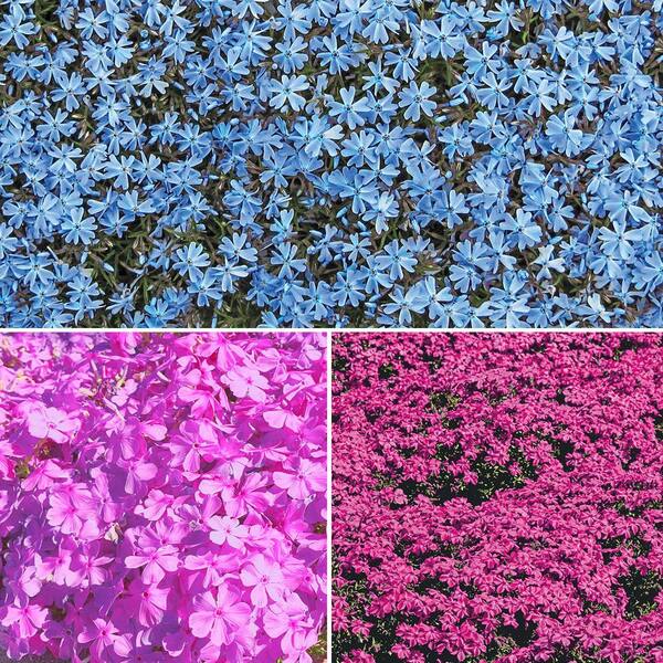 DIRECT GARDENING Creeping Phlox Spring Flowering Mixture Dormant Bare Root Perennial Groundcover Starter Plants, (8-Pack)