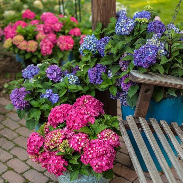 Endless Summer 14 in. Summer Crush Reblooming Hydrangea