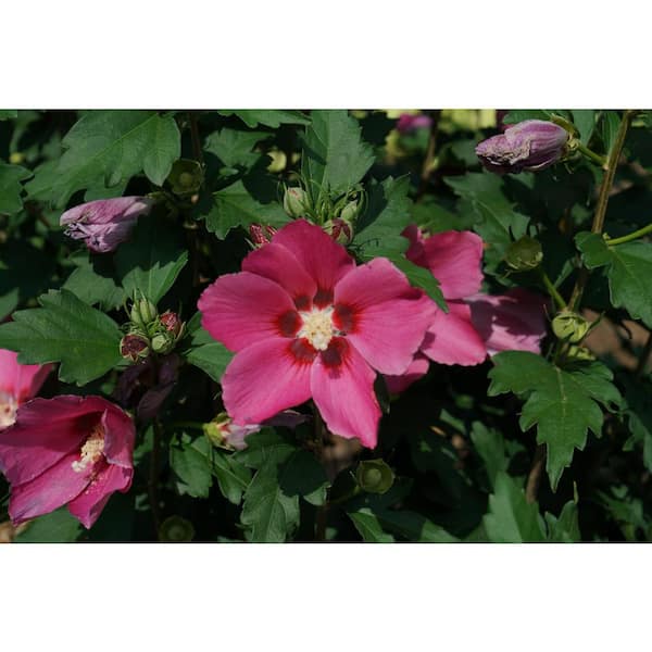 PROVEN WINNERS 4.5 in. Qt. Rouge Paraplu Rose of Sharon (Hibiscus) Live Shrub, Pink-Red Flowers