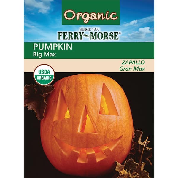 Ferry-Morse Organic Pumpkin Big Max Fruit Seed