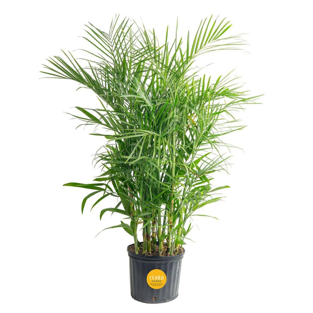spider plant price Spider Plant 'Reverse' main image 0