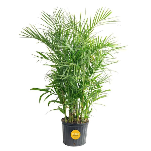 Bamboo Palm, Chamaedorea seifrizi Plant in 10 in. Grower's Pot, Avg. Shipping Height 3-4 ft. Tall