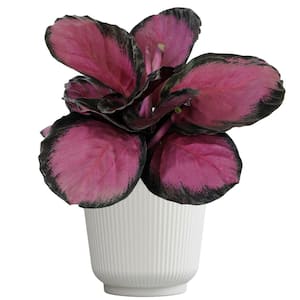 Calathea Roseopicta Peacock Plant, 6 in. White Decorative Pot, Purple Pet Friendly Plant, Live Indoor House Plant Gift