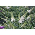 1 Gal. Pugster White Butterfly Bush (Buddleia) Live Shrub, White Flowers