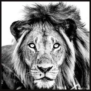 "Mighty Lion" by Marmont Hill Floater Framed Canvas Animal Art Print 40 in. x 40 in.