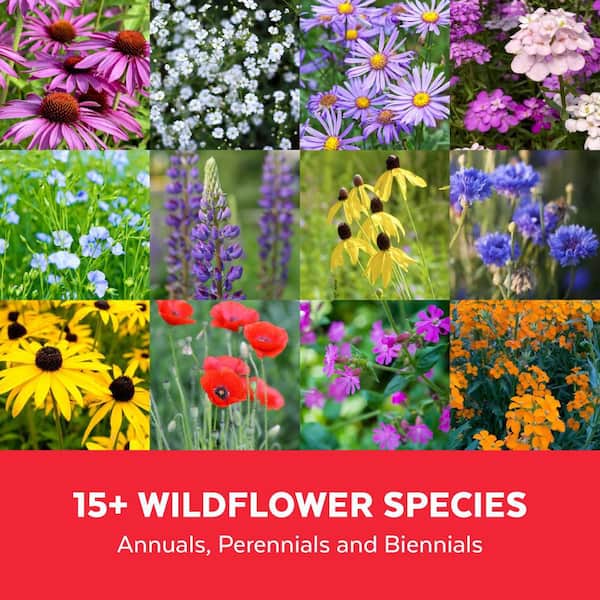Mountain View Seeds Midwest Wildflower Seed Mix