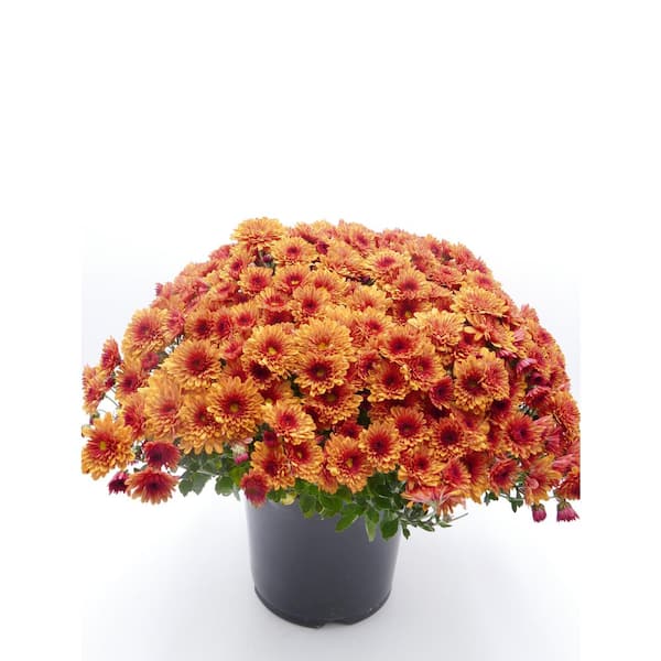 3 qt. Chrysanthemum (Mum) Annual Fall Outdoor Live Plant with Orange Flowers in 8 in. Grower Pot (2-Pack)