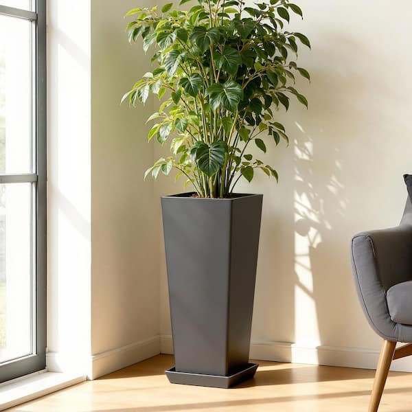 peperomia hanging plant Peperomia - Angularis main image 0