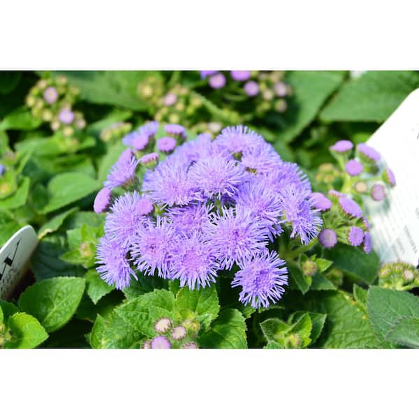 PROVEN WINNERS 1 Qt. Artist Blue Ageratum Plant
