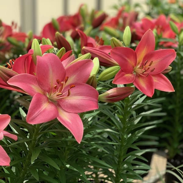 national PLANT NETWORK Lilies Summer Sky LA Hybrid Lilies