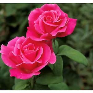 Pink Packaged Rose #1 Grade Fragrant Mache in 3.5 in. x 12 in. Plastic Package