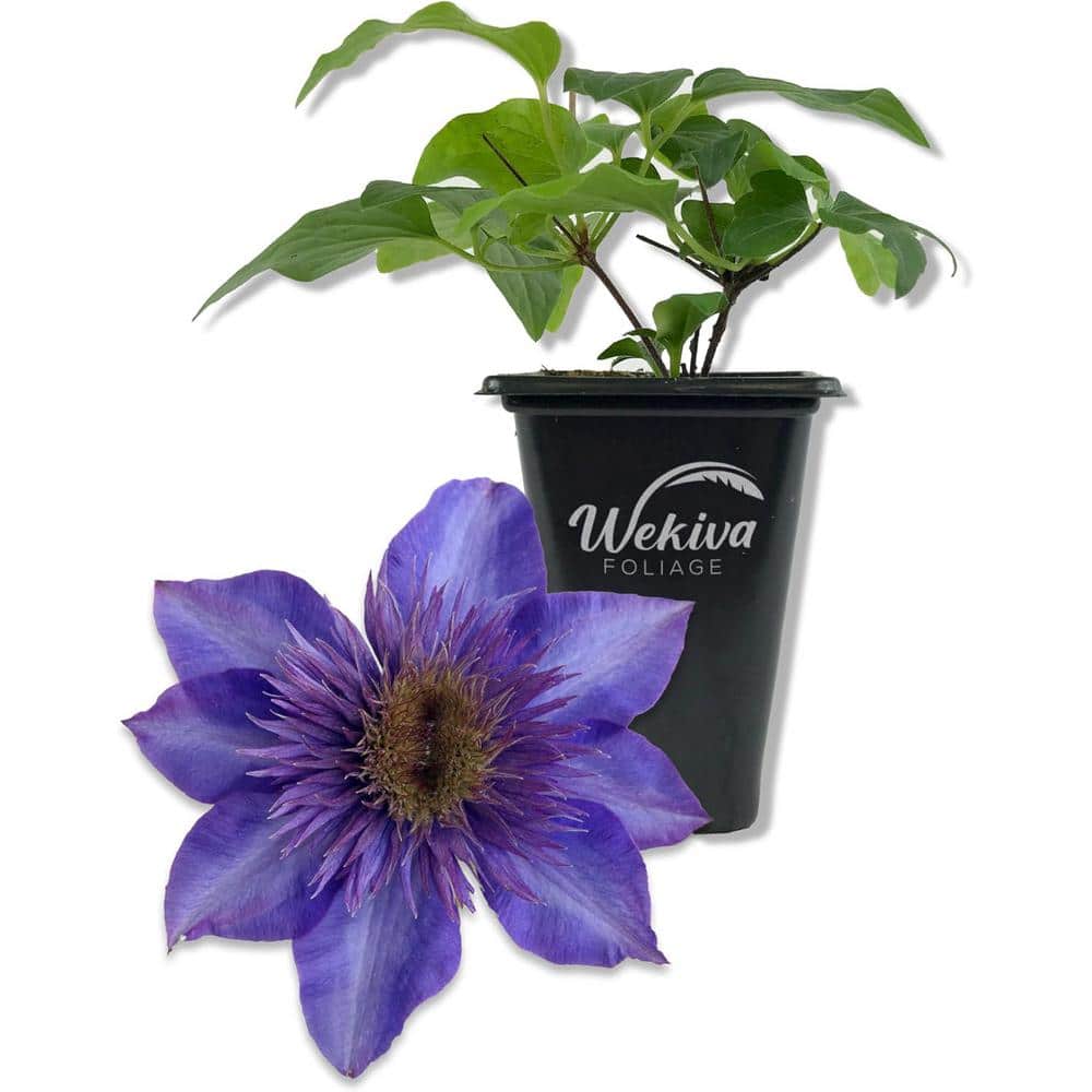 Clematis The President-Live Starter Plant in a 2 Inch Growers Pot-Starter Plants Ready for The Garden price history on PriceWatchPro