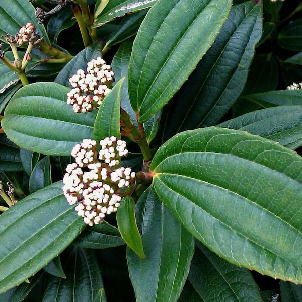 2.25 Gallon Viburnum Davidii Evergreen Shrub with Clusters of