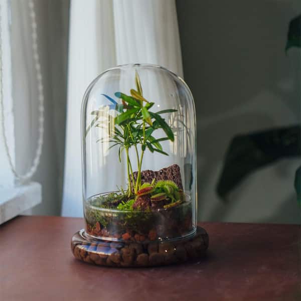 OGETFUUR 5.9 in. x 5.9 in. x 8.2 in. Glass Cloche Dome with Air Hole and Base, Clear Terrarium Planter for Carnivorous Plants