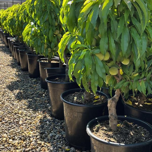 Alder & Oak #5 container NectaZee Mini Deciduous Nectarine Tree