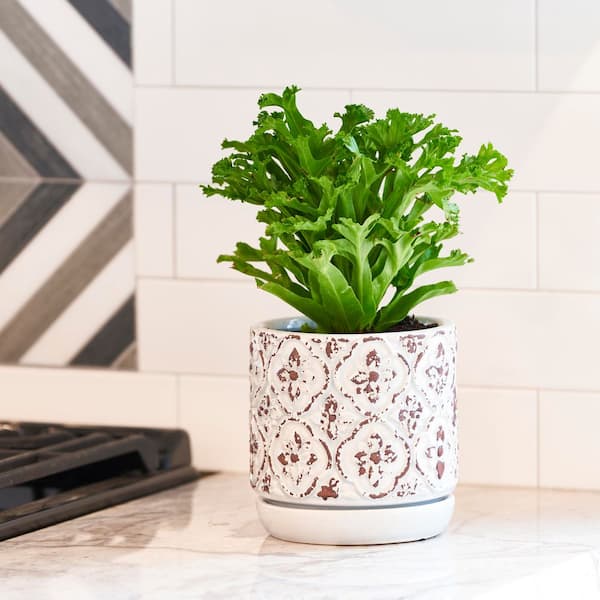 decorative hanging plant pots Hanging Planter Mobile – NewMade LA main image 0