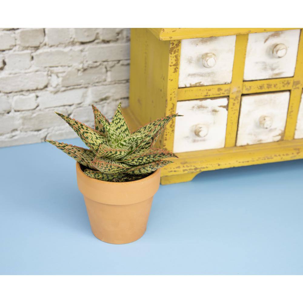 Star Aloe 3.5" Multicolor Plastic Planter Cactus