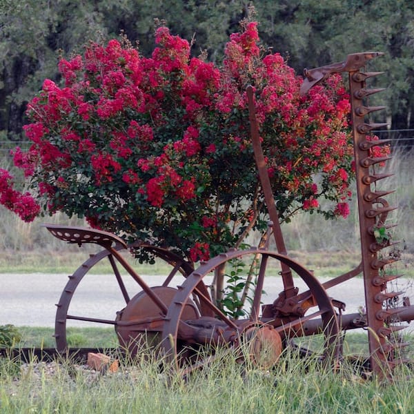 national PLANT NETWORK 3 gal. Crape Myrtle Ebony Flame Shrub with Red Flowers