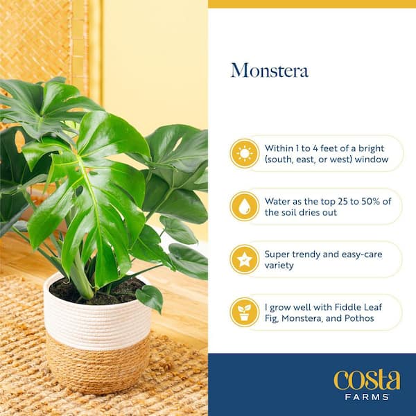 philodendron tortum for sale Philodendron Tortum, Fern Leaf Vining Plant main image 1